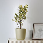 Textured Design Polypropylene Planter (Cream)