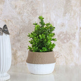 Artificial Syzygium Plant With Cement Pot (Green)