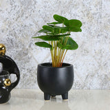 Nilkamal Artificial Pilea Plant With Ceramic Pot (Green)