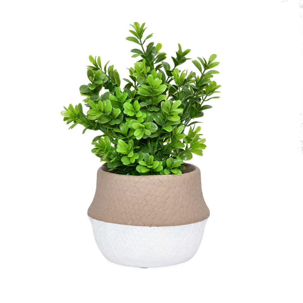 Artificial Syzygium Plant With Cement Pot (Green)