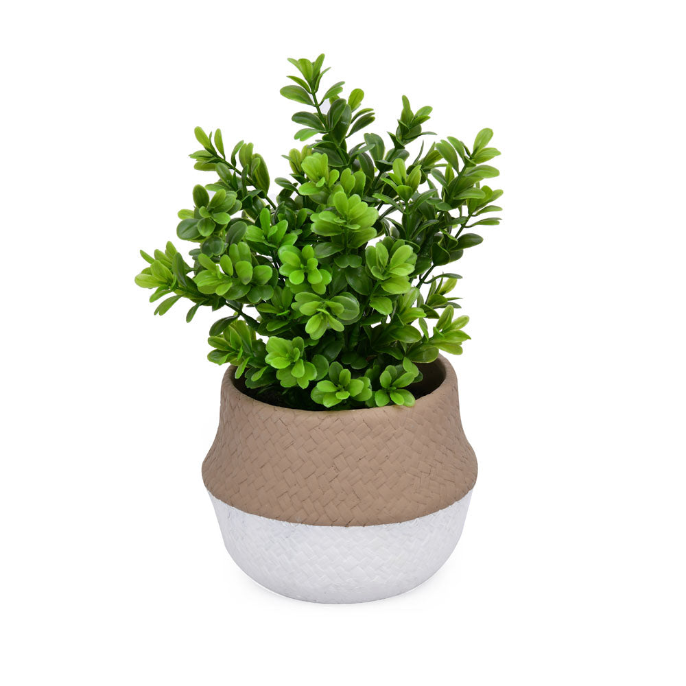 Artificial Syzygium Plant With Cement Pot (Green)