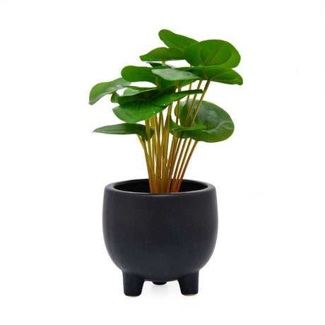 Artificial Pilea Plant With Ceramic Pot (Green)