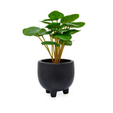 Artificial Pilea Plant With Ceramic Pot (Green)