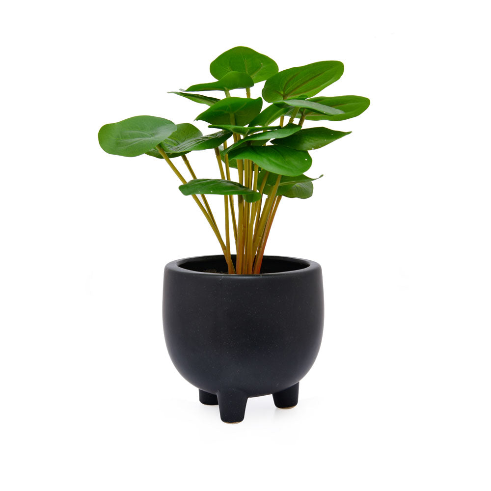 Artificial Pilea Plant With Ceramic Pot (Green)