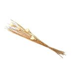 Decorative Maize Flower Dry Stick (Beige)