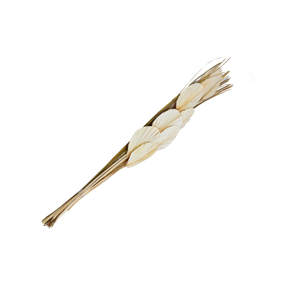 Decorative Palm Leaves Dry Stick (Cream)