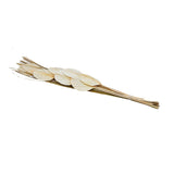 Decorative Palm Leaves Dry Stick (Cream)