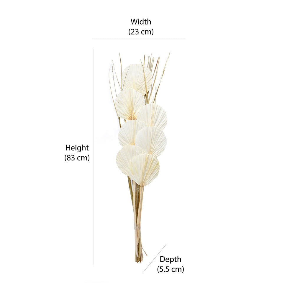 Decorative Palm Leaves Dry Stick (Cream)