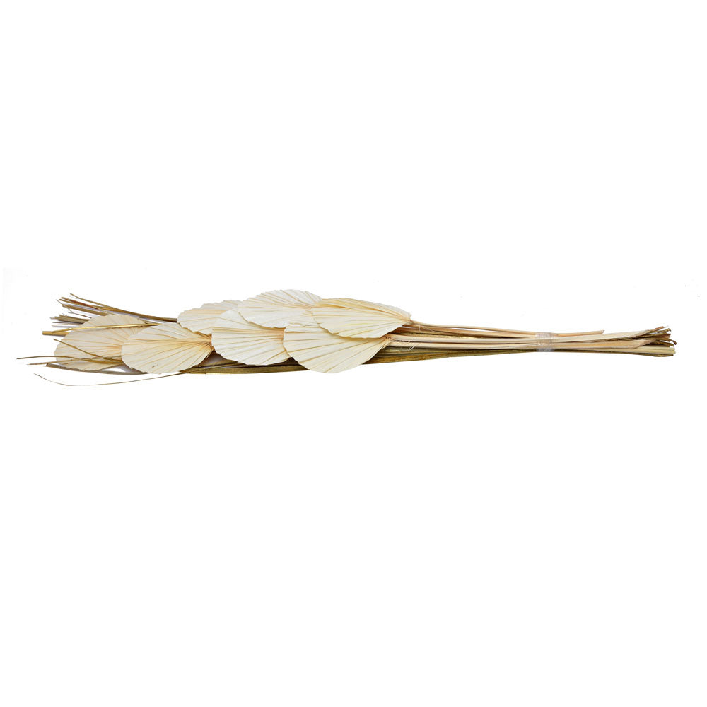 Decorative Palm Leaves Dry Stick (Cream)