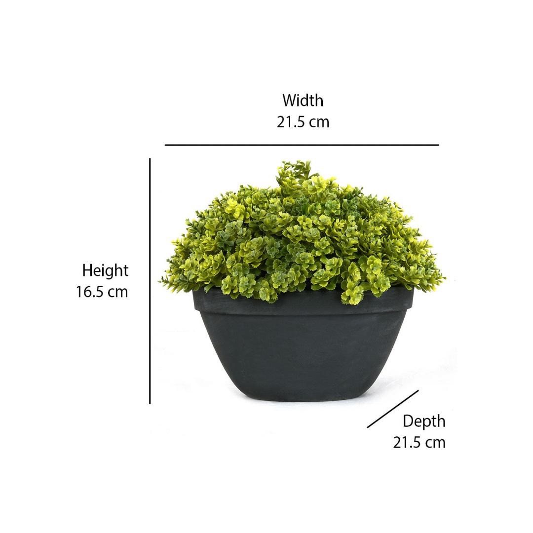 Boxwood Round Potted Plant (Green)